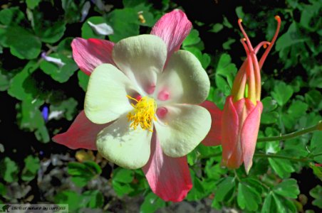 DAM1908 - Aquilegia Painted lady
