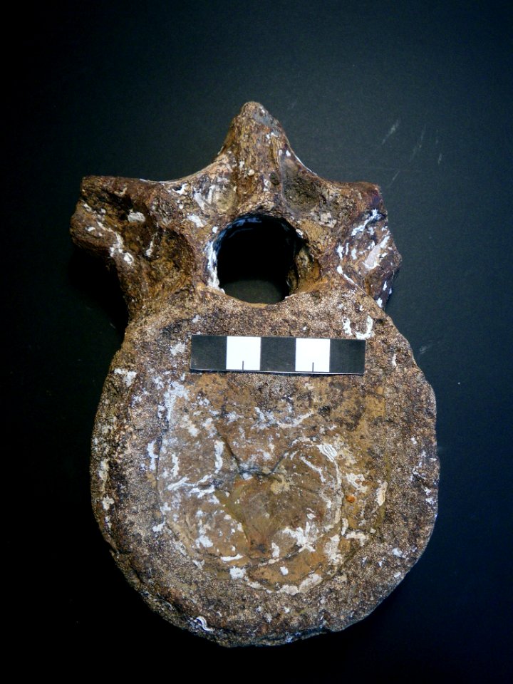 Plesiosaur dorsal vertebra