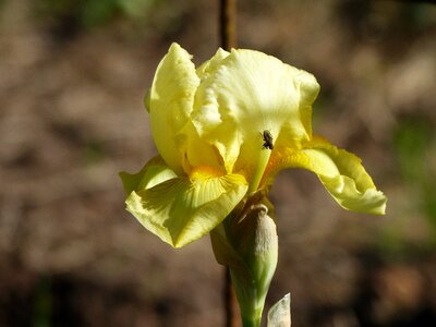 Summer garden flower