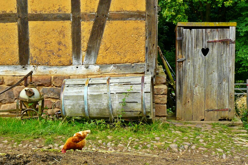 Poultry country life peck