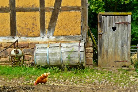 Poultry country life peck photo