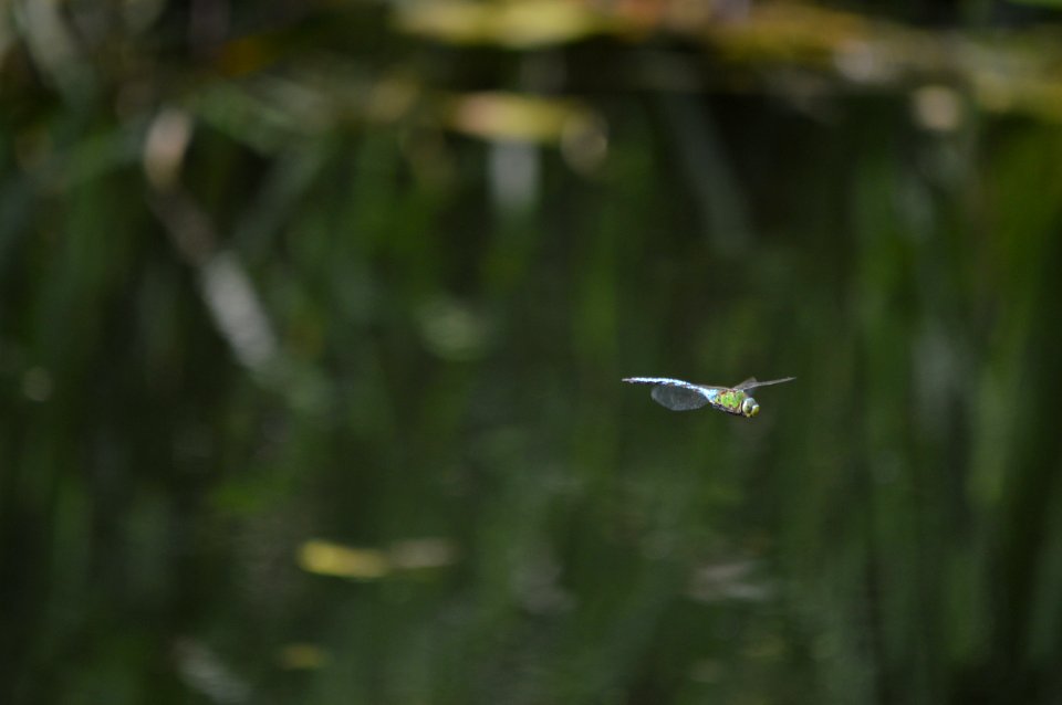 dsc 0236 37554618925 o