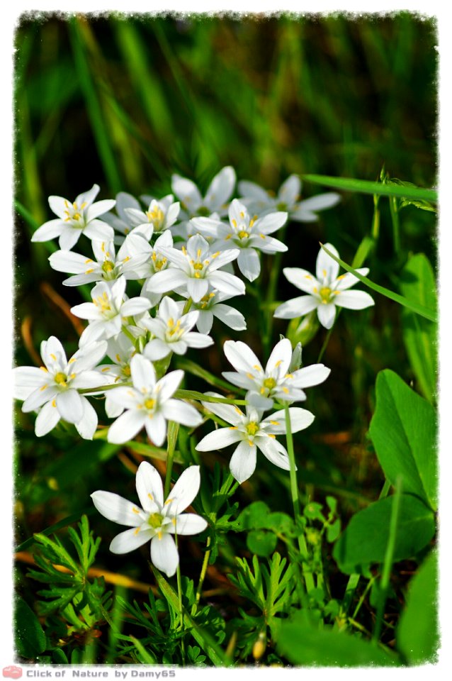 DAM1630 - Latte di gallina comune (Ornithogalum umbellatum L. )
