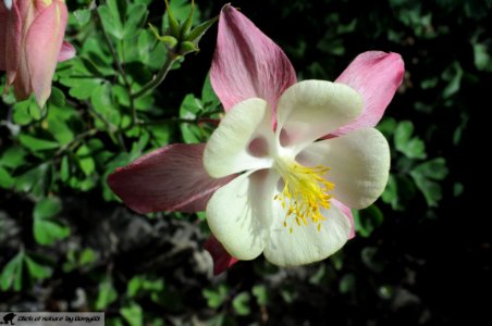 DAM1909 - Aquilegia photo