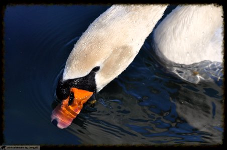DAM1852 - Cigno - Swan