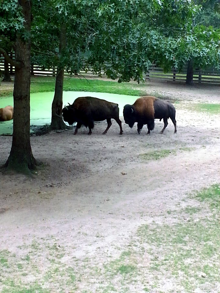 Buffalo