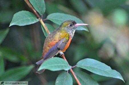 DAM2100 - Colibri o Uccello Mosca