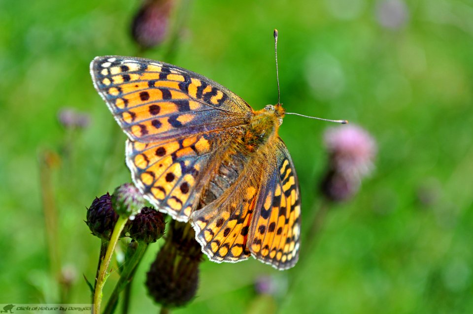 DAM2022 - Argynnis niobe
