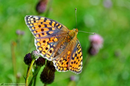 DAM2022 - Argynnis niobe