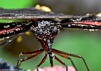 DAM2157 - Papilio rumanzovia