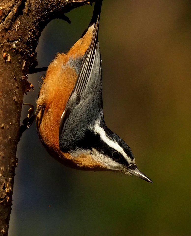 Red Breasted Nuthatch.