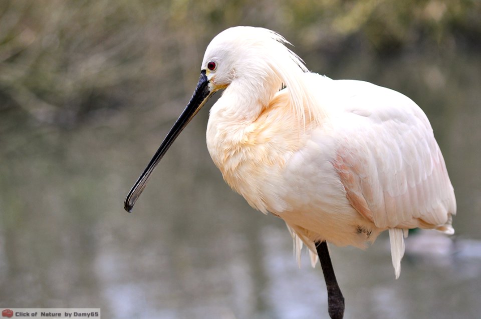 DAM1819 - Spatola Rosa (Platalea ajaja)