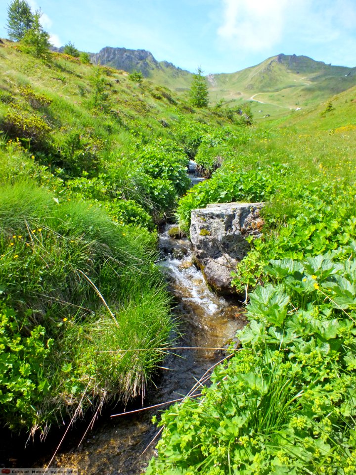 DAM1761 - Dolomiti - Ruscelletto
