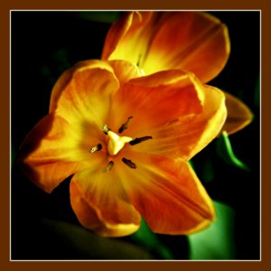 Tulipán
