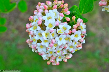 DAM2056 - Viburnum burkwoodii photo