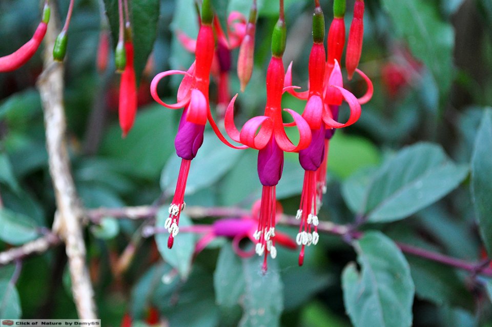 DAM1496 - Fucsia flower