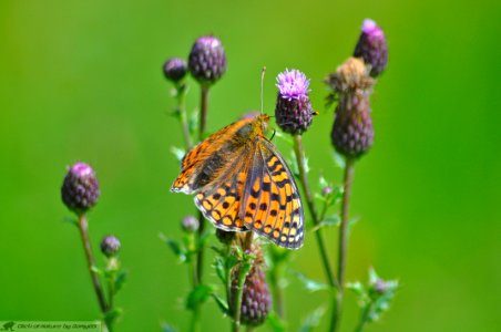 DAM2021 - Argynnis niobe