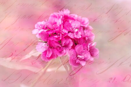 Flower pink greeting card photo