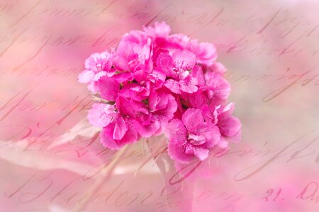 Flower pink greeting card