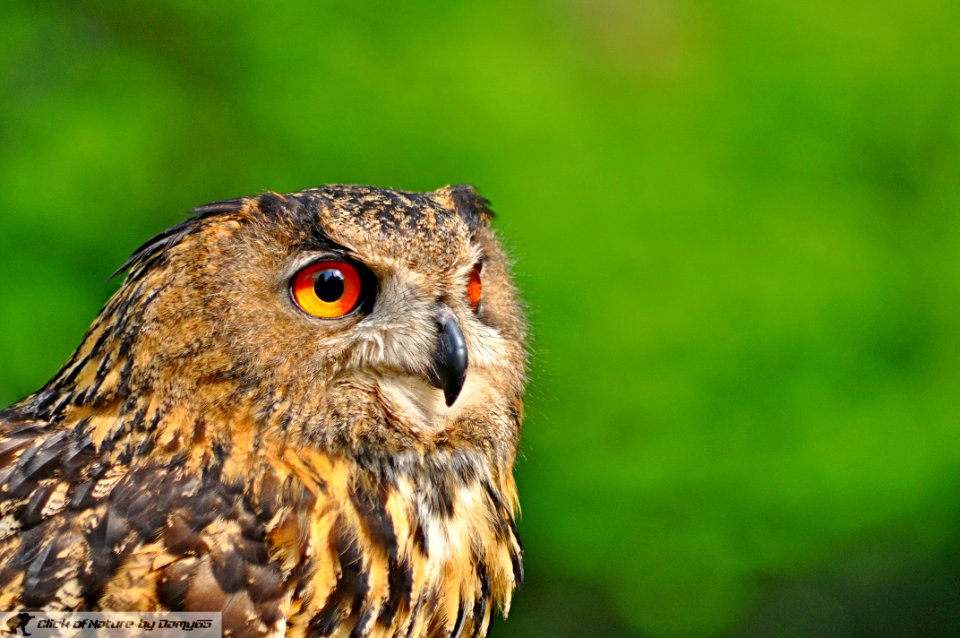 DAM1872 - Gufo reale (Bubo bubo)