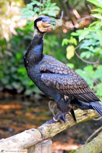 DAM1884 - Cormorano (Phalacrocorax carbo)