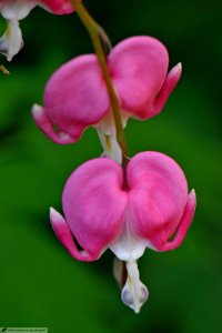 DAM2111 - Dicentra spectabilis (Cuor di Maria)