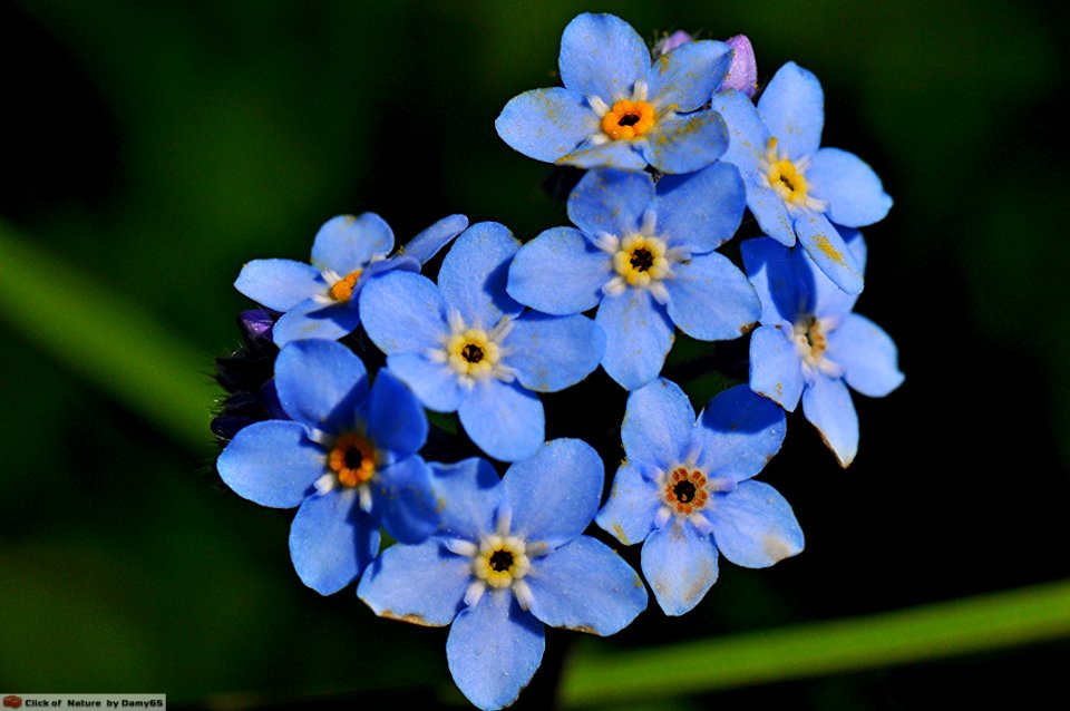 DAM1650 - Forget me not