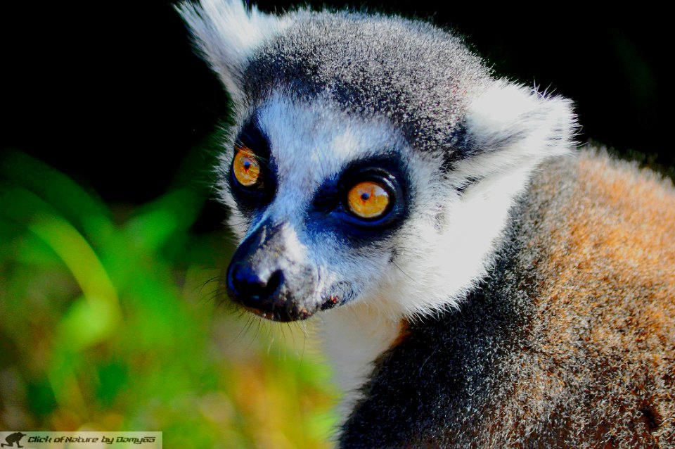 DAM1951 - Lemur catta