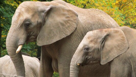 Strength lings families animals