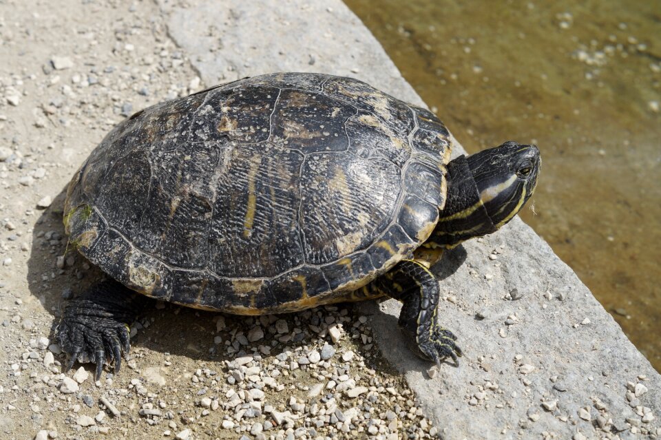 Panzer tortoise shell drawing
