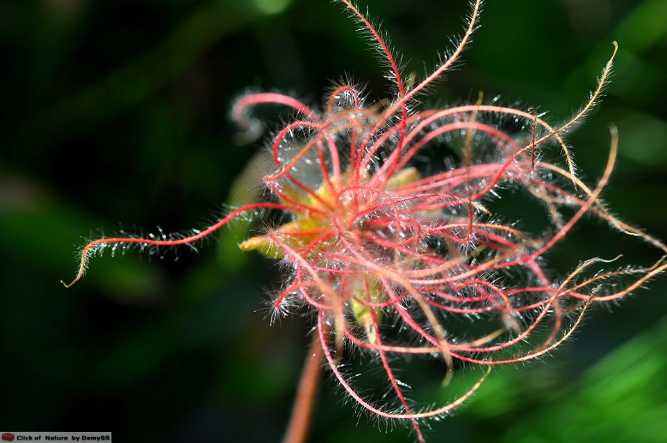 DAM1556 - Geum montanum sfiorito (carriofilata montana )
