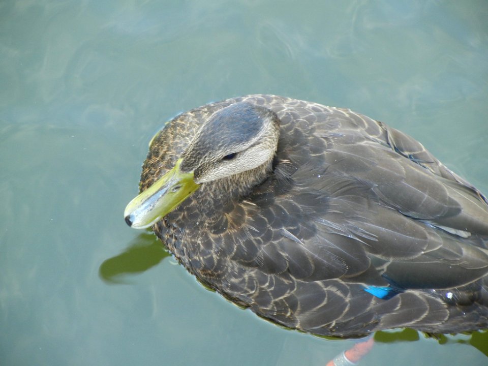 Swimming Duck