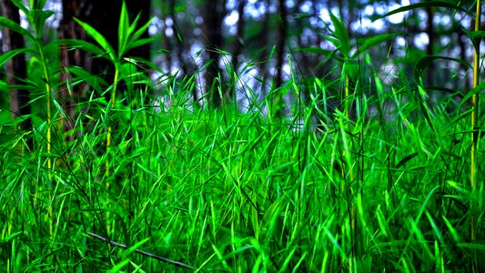 Nature green grass