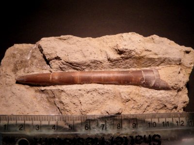 Belemnite photo