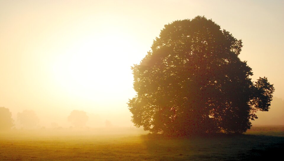 Fog tree sunrise photo