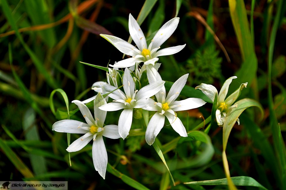 DAM2036 - Latte di gallina - Ornithogalum umbellatum
