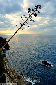 DAM1624 - Liguria - Cinque Terre