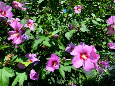 Pink flower Hibiscus tree - free use