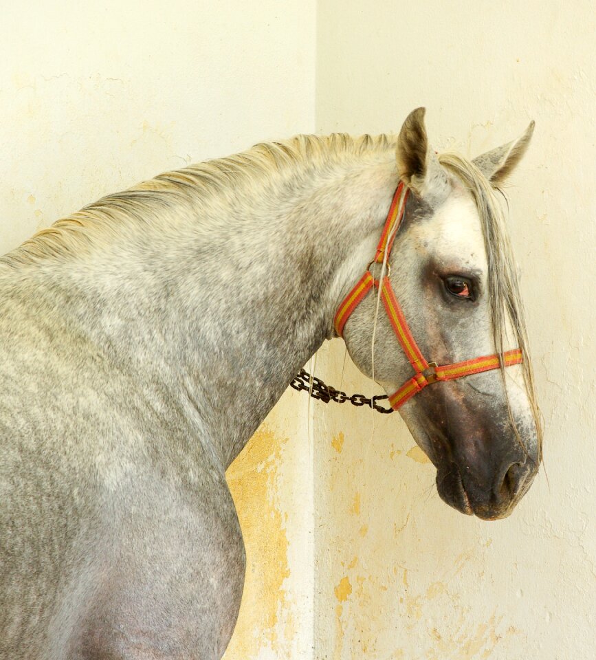Horse thoroughbred andalusia