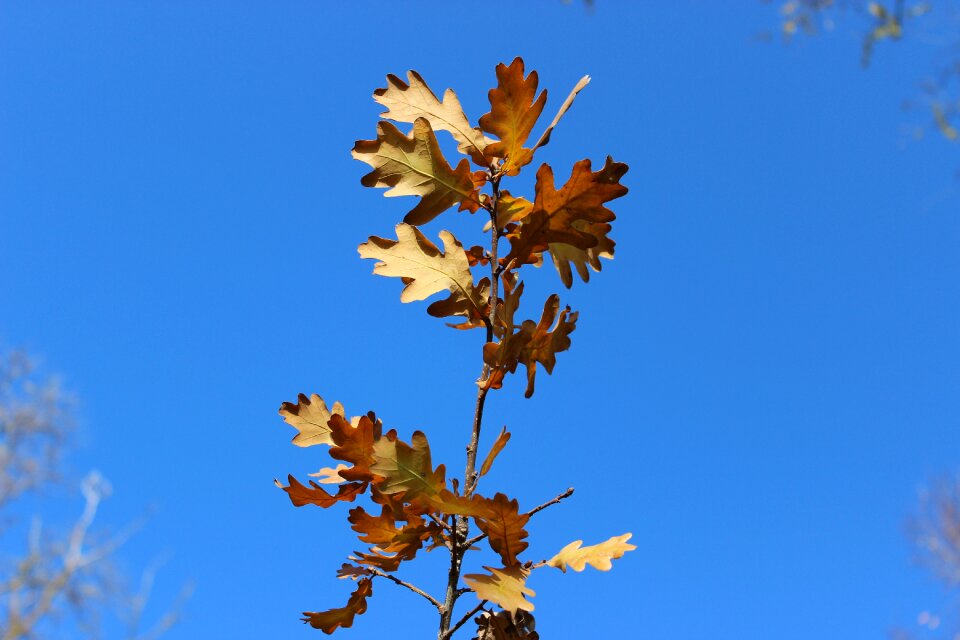 Sky blue sky yellow trees photo