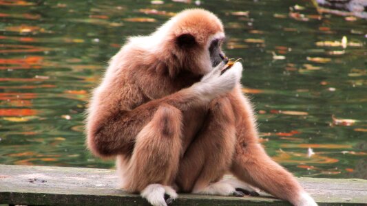 Wuppertal zoo strength lings