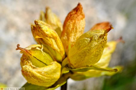 DAM1702 - Genziana punteggiata (Gentiana punctata)