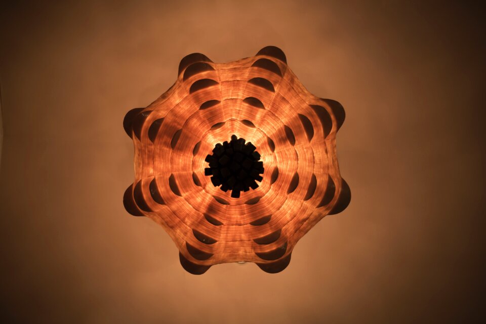Orange shell seashell