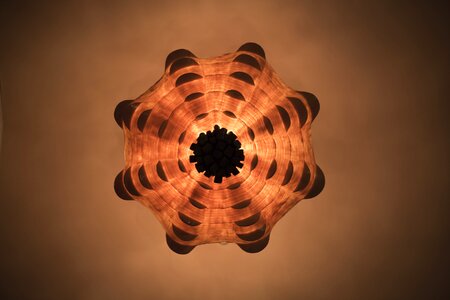 Orange shell seashell