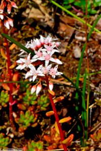 DAM2117 - Sedum album - Crassulacee