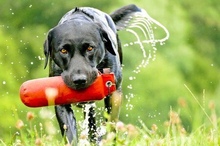 Retriever retrieve dummytraining photo