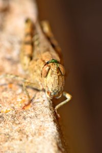 DAM1776 - Locusta egiziana (Anacridium aegyptium)
