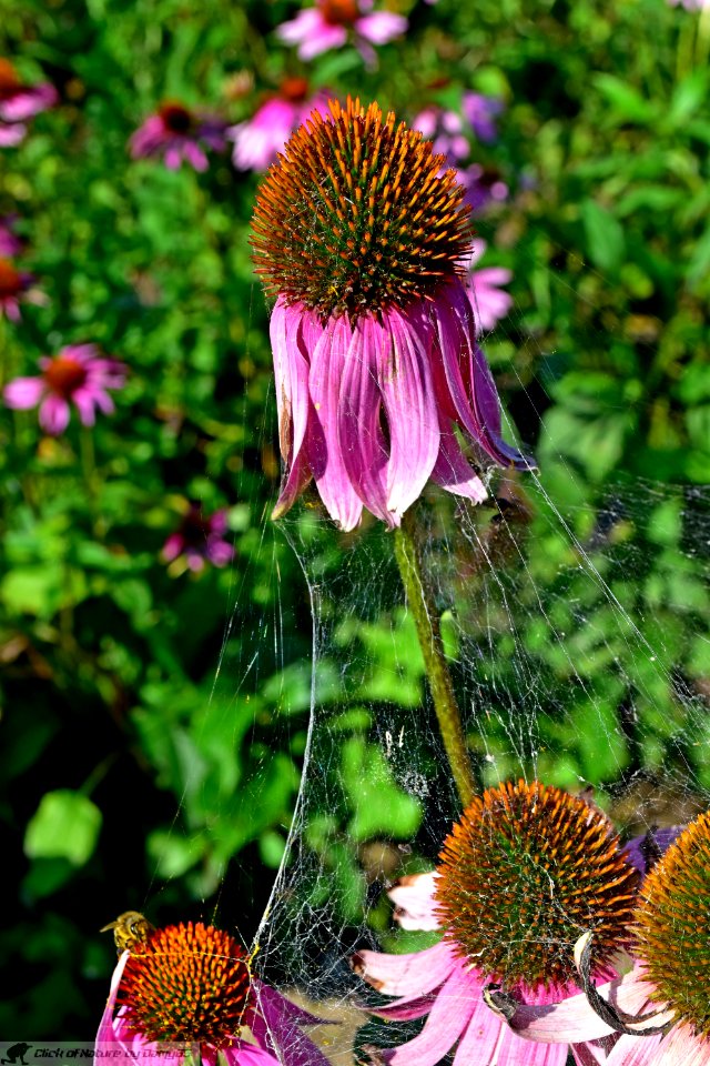 DAM2095 - Imprisoned (Echinacea purpurea)