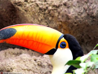 DAM1464 - Tucano