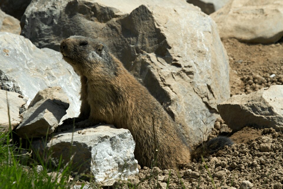 Marmot engineering furry alpine marmot